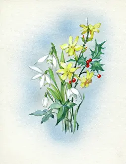 Jessamine: Snowdrops, winter jessamine and holly