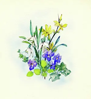 Jessamine: Snowdrops, winter jessamine and violets