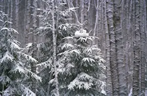 Snowfall: After Snowfall photo art work, 1991