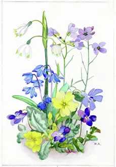 Heda: Snowflakes, primroses, violets etc