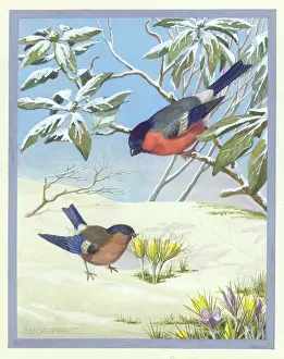 Snowscene: Snowscene with two bullfinches and crocuses