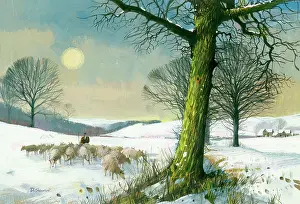 Flocks: Snowscene with Flock of Sheep