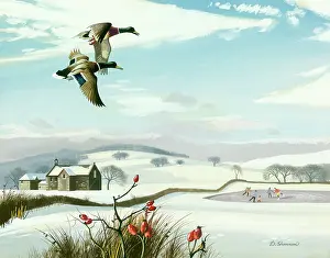 Mallards: Snowscene with Two Mallards in Flight