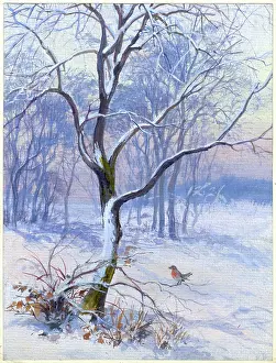 Snowscene: Snowscene with trees and robin