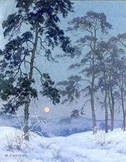 Snowscene: Snowscene with trees and setting sun