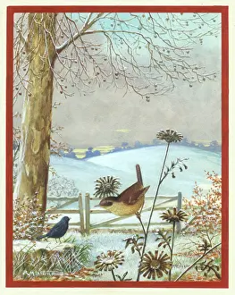 Snowscene: Snowscene with wren on knapweed