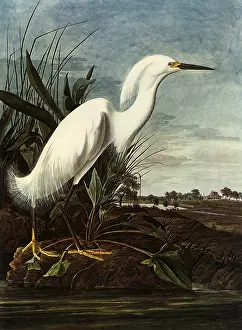 Storks: Snowy Egret