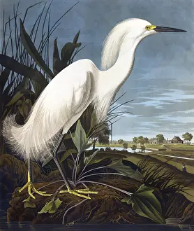 Snowy Heron, by John James Audubon