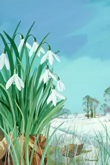 Shannon: Snowy Landscape with Snowdrops
