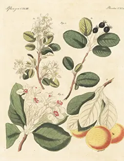 Engraved Plates: Snowy mespilus and snow pear