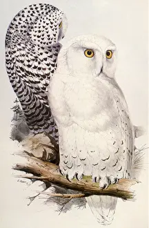 Lear: Snowy Owl