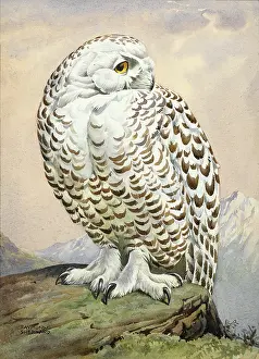 Owls: A snowy owl
