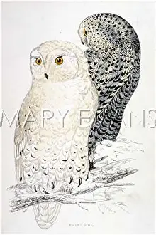 Nyctea: SNOWY OWL