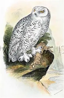 Nyctea: SNOWY OWL