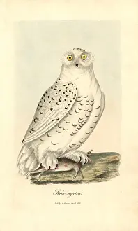 Bubo: Snowy owl, Bubo scandiacus