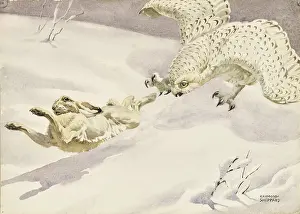Escaping: Snowy Owl hunting a Hare