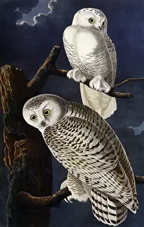 Havell: Snowy Owl, by John James Audubon