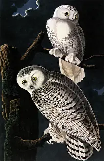 Surrounds: Snowy Owl, Nyctea scandiaca