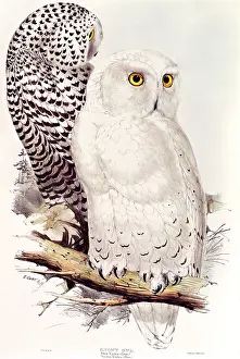 Nyctea: Snowy owls