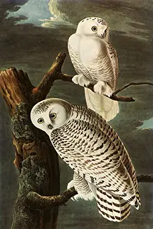 Atop: Snowy Owls