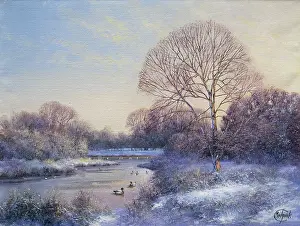 Mallard: Snowy river scene with mallards