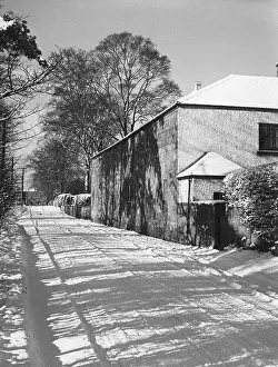 Whitehouse: SNOWY SHADOWS