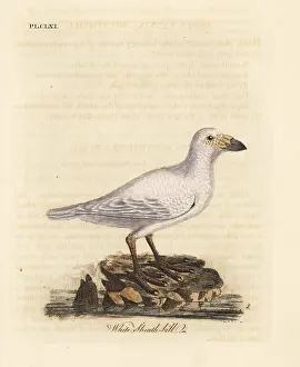 Albus: Snowy sheathbill, Chionis albus