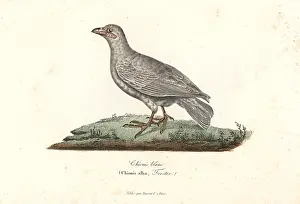 Complements: Snowy sheathbill, Chionis albus