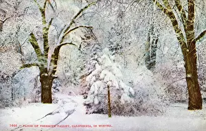 Snowscene: Snowy winter scene in Yosemite Valley, California, USA