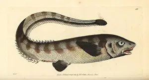 Spiny: Snub-nosed spiny eel, Notacanthus chemnitzii