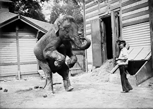 Snyder: Bill Snyder, elephant trainer, and Hattie ?