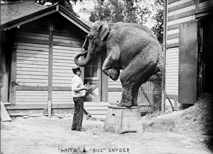 Snyder: Bill Snyder, elephant trainer, and Hattie ?