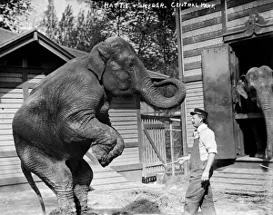 Snyder: Bill Snyder, elephant trainer, and Hattie ?
