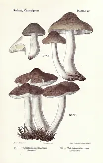 Bessin: Soap-scented toadstool and grey knight mushroom