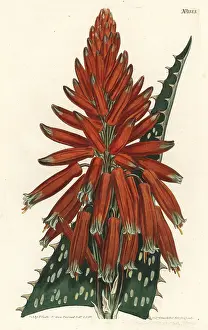 Picta: Soap or zebra aloe, Aloe maculata