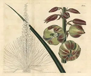 Glauca: Soapweed, Yucca glauca