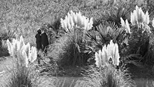 Sochi: Sochi arboretum, 1968