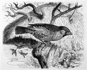 Sociable: Sociable Weaver Bird