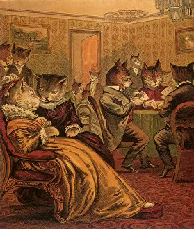 Socialize: Social Gathering of Cats