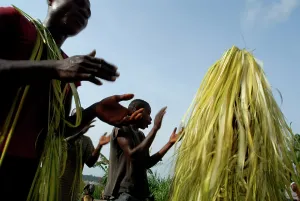 Pygmies: Social Scenes - Congo - 2009