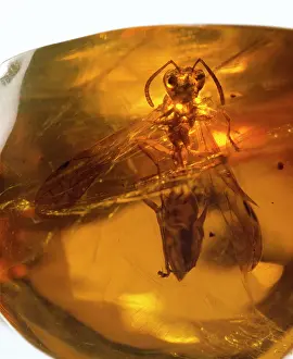 Amber: Social wasp in amber