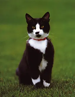 Lcgr1507: Socks the Cat, was the pet of U.S. President Bill