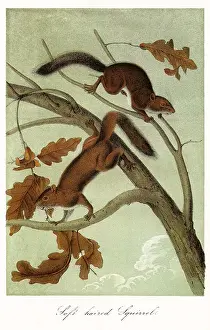 Clinging: Soft-Haired Squirrels