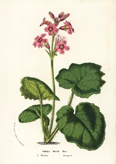 Bhutan: Soft-leaved primrose, Primula mollis