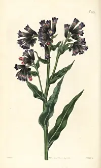 Lungwort: Soft lungwort, Pulmonaria mollis