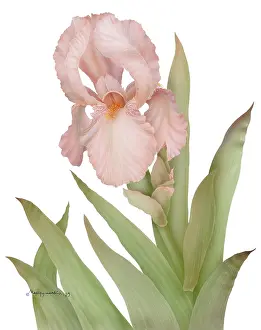 Makroushenka: Soft Rose Iris