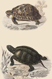 Tortoise: Soft-Shelled Tortoise and Green Turtle