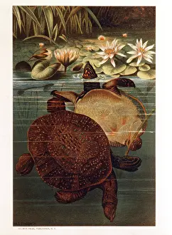Dearborn: Soft Turtles in Water