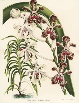Vanda: Soft vanda orchid, Vanda tricolor