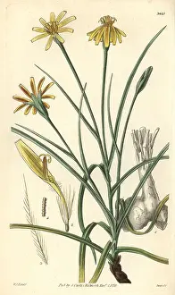Mollis: Soft viper's grass, Scorzonera mollis